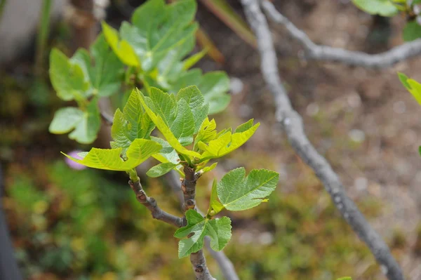 Vijgenbladeren Gebladerte Van Bomen Groene Flora — Stockfoto