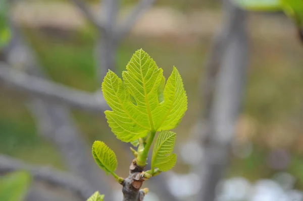 Vijgenvruchten Boomgroene Bladeren Fruitboom — Stockfoto