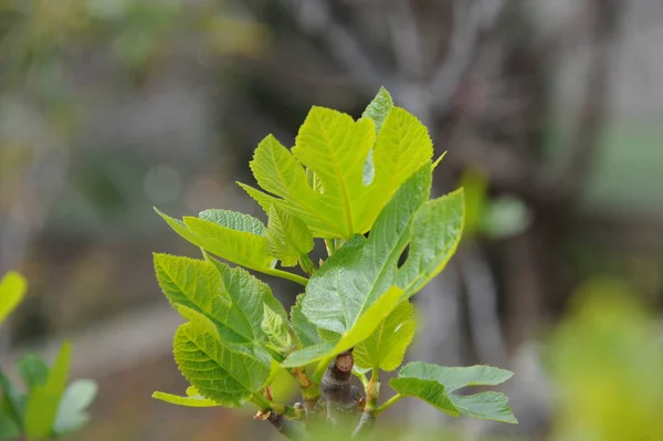 新鮮なイチジクの葉のスペイン — ストック写真