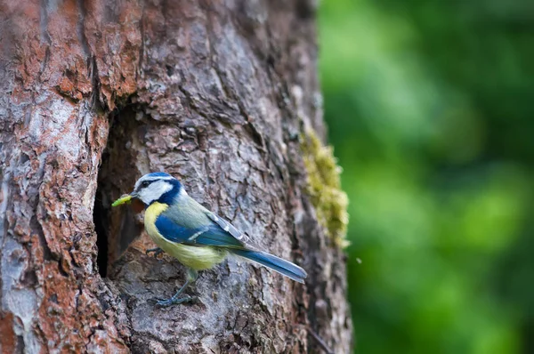 Piccola Tetta Blu Sul Suo Nido — Foto Stock