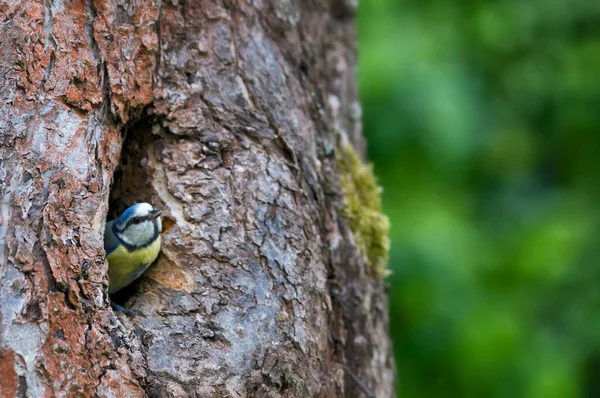 Small Blue Tit Her Nest — Stock Photo, Image