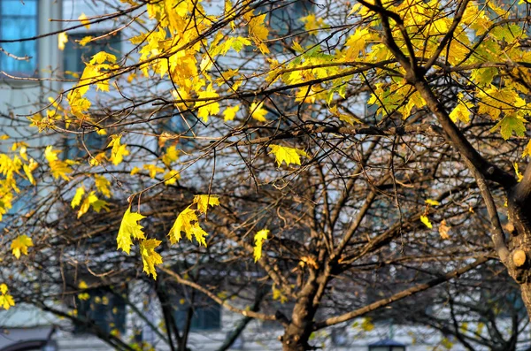 Folhas Outono Galhos Árvore Flora Estação Outono — Fotografia de Stock