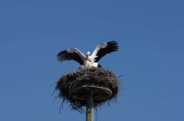 Aussichtsreiche Aussicht Auf Weißstorch Wilder Natur — Stockfoto