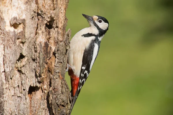 Γραφική Θέα Της Όμορφης Woodpecker Πουλί Στη Φύση — Φωτογραφία Αρχείου