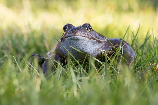 Gräsgroda Liten Amfibie — Stockfoto