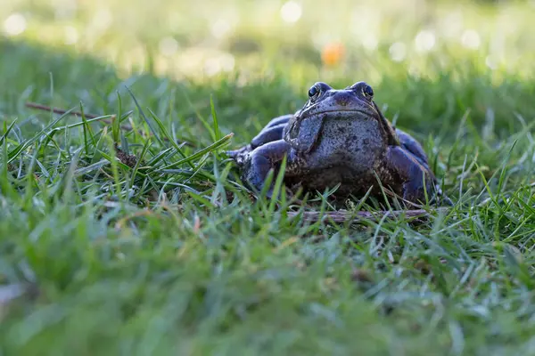 Travní Žába Malá Obojživelnice — Stock fotografie