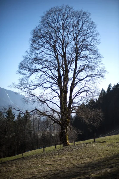 Одинокое Дерево Горах — стоковое фото