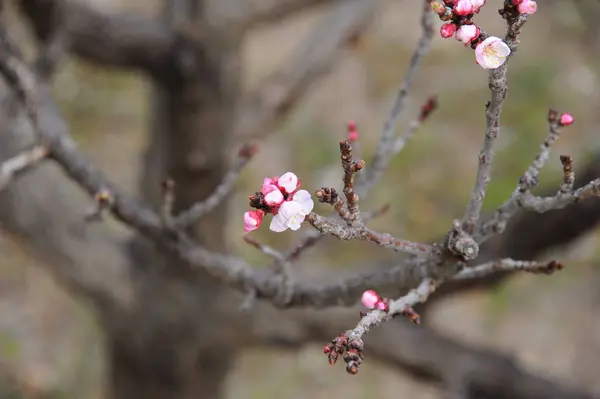 Квіти Абрикос Цвітуть Гілках Ялинки — стокове фото