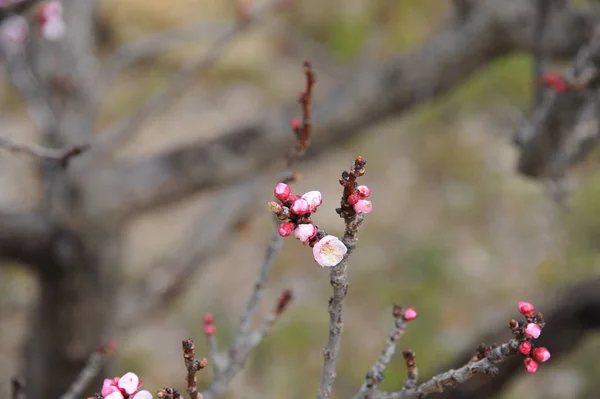 Aprikosenblüten Auf Ästen Von Frühlingsbäumen — Stockfoto