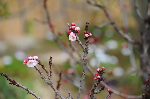 春の木の枝にアプリコットの花 — ストック写真