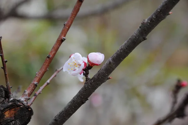 春树枝条上的杏花 — 图库照片