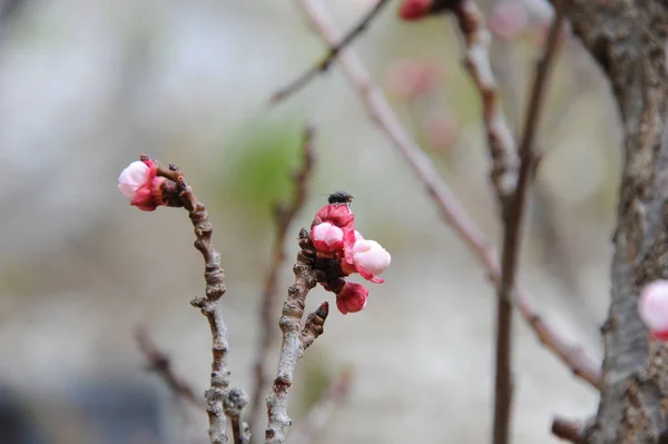 春の木の枝にアプリコットの花 — ストック写真