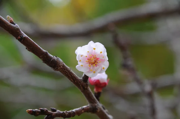 Квіти Абрикос Цвітуть Гілках Ялинки — стокове фото