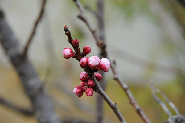春树枝条上的杏花 — 图库照片