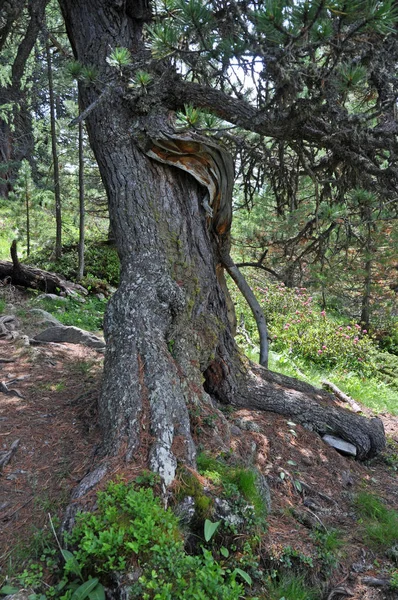 山の森 ジャングル 木の幹 アルプス — ストック写真