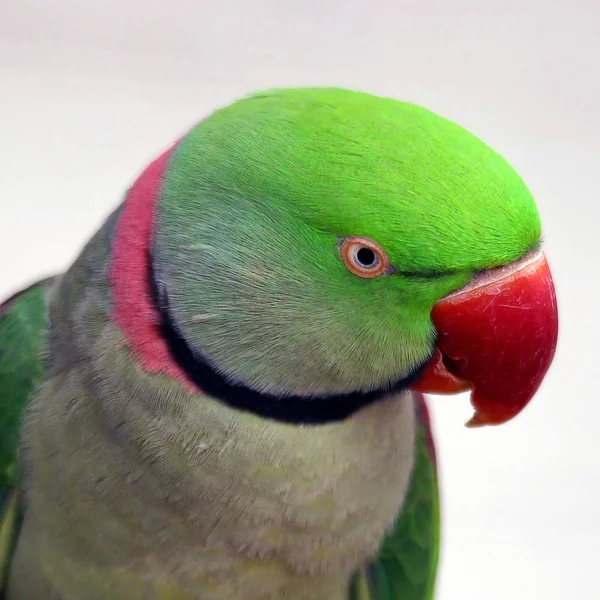 Червоний Зелений Великий Папуга Олександра — стокове фото