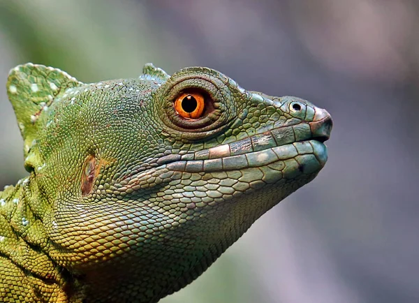 Yeşil Bir Iguanaya Yaklaş — Stok fotoğraf