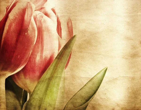 Красные Тюльпаны Фоне Гранжа — стоковое фото