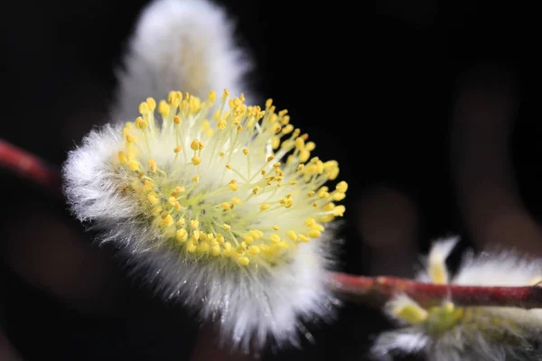 Blommande Blommor Bakgrund Konsistens — Stockfoto