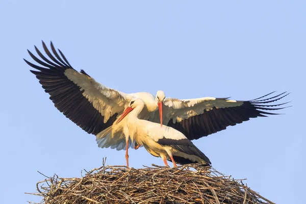 自然景观下美丽的鹤鸟 — 图库照片
