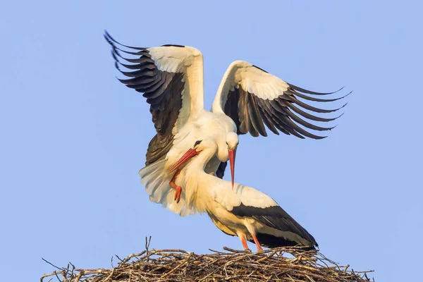 Vue Panoramique Beaux Oiseaux Cigognes Nature — Photo