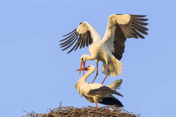 Paren Van Het Witte Geluid — Stockfoto