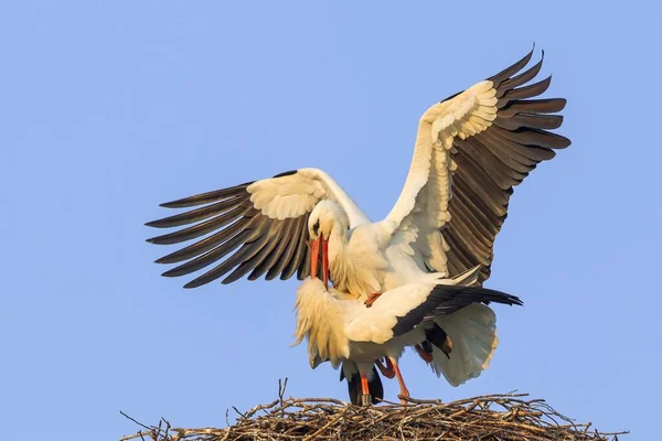 Vista Panorâmica Belos Pássaros Cegonha Natureza — Fotografia de Stock