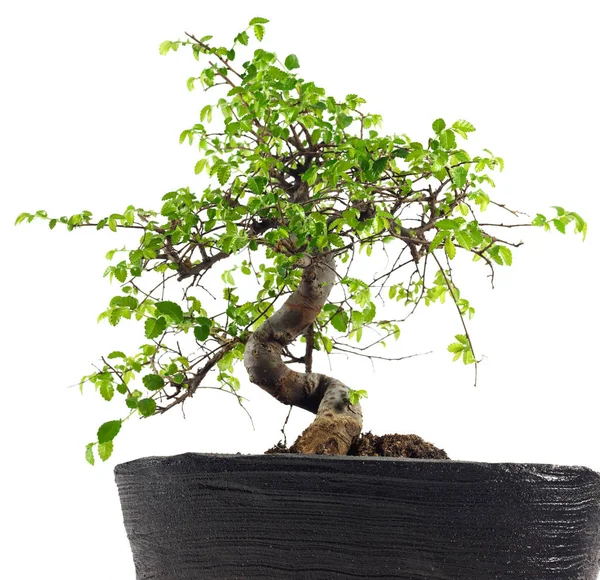 Bonsai Árvore Planta Crescimento — Fotografia de Stock