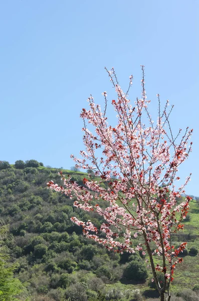 Blossoming Cherry Tree Flowers — Stock Photo, Image