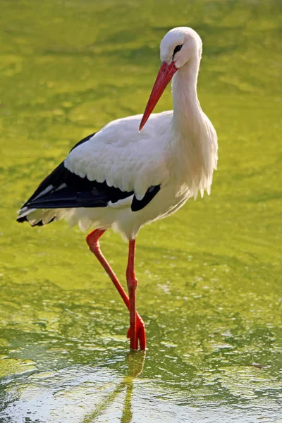 White Stork Green Pond — Stock Photo, Image