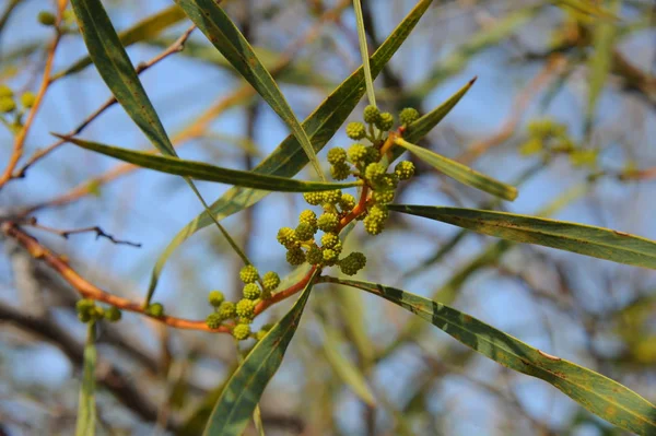 Fiori Gialli Mimosa — Foto Stock