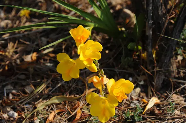 Kwiaty Krokusa Kwitnące Wiosenna Flora — Zdjęcie stockowe