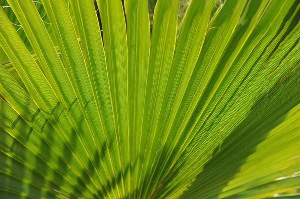 Tło Drzewa Palmowego Przestrzeń Kopiowania — Zdjęcie stockowe