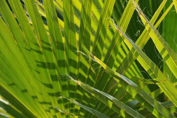 Palm Tree Background Copy Space — Stock Photo, Image