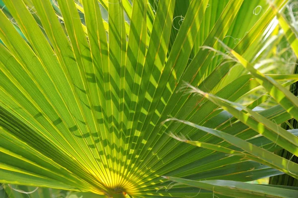 Green Palm Leaf Floral Wallpaper — Stock Photo, Image