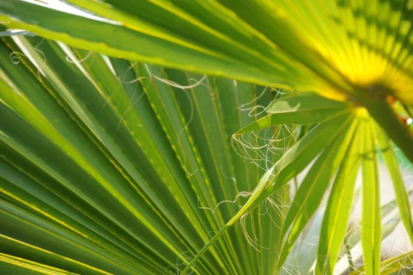 Folha Palma Verde Papel Parede Floral — Fotografia de Stock