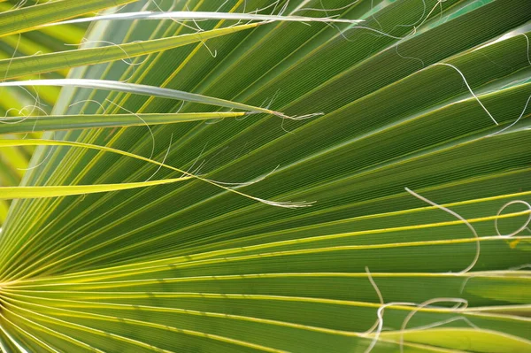 Fondo Palmera Espacio Copia — Foto de Stock