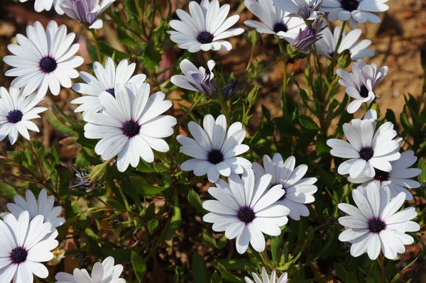 Цветы Маргарита Дикая Полевая Флора — стоковое фото