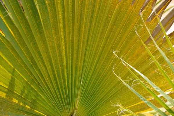 Folha Palma Verde Papel Parede Floral — Fotografia de Stock