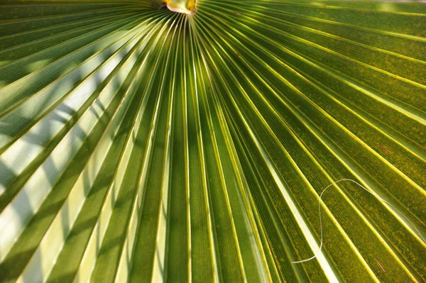 Hoja Palma Verde Fondo Pantalla Floral — Foto de Stock