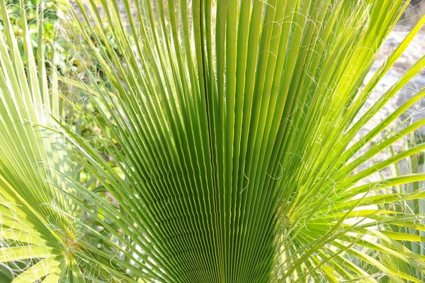 Green Palm Leaf Floral Wallpaper — Stock Photo, Image