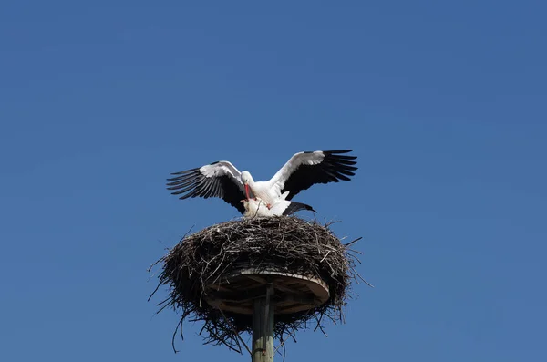 Čápi Bílí Během Páření — Stock fotografie