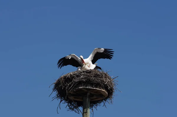 Čápi Bílí Během Páření — Stock fotografie