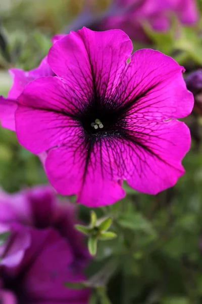 Hermoso Plano Botánico Fondo Pantalla Natural — Foto de Stock