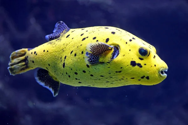 Černě Skvrnitý Puffer Arothron Nigropunctatus — Stock fotografie