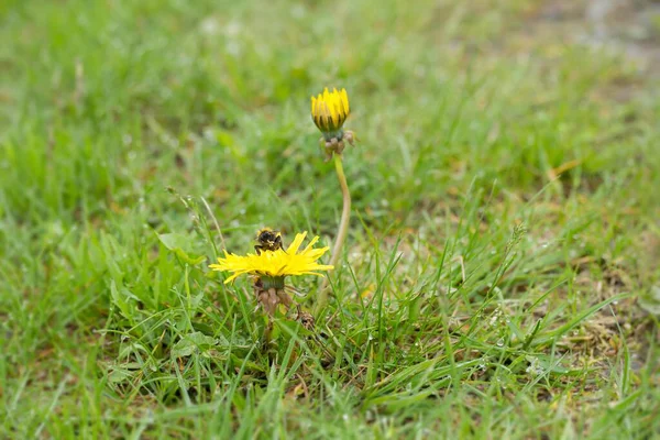 Hungry Bumblebee Dandelion Hungry Bumblebee Taraxacum Officinale — Stockfoto