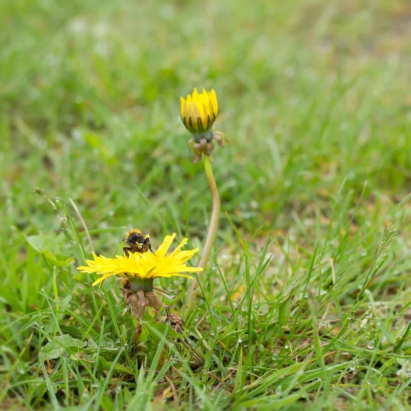 Hungry Bumblebee Dandelion Hungry Bumblebee Taraxacum Officinale — Stock Fotó