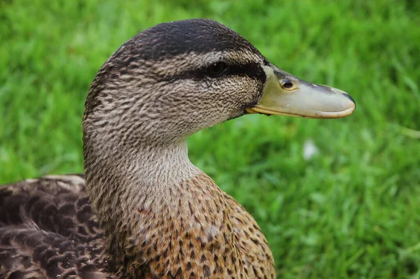 Malebný Pohled Krásného Ptáka Přírodě — Stock fotografie