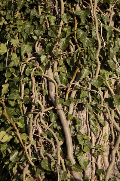 ツタの葉 登山植物 植物の葉 — ストック写真