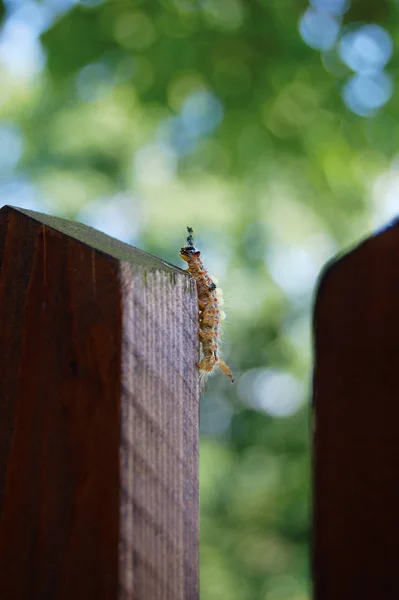 Caterpillar Valla Los Jardines — Foto de Stock